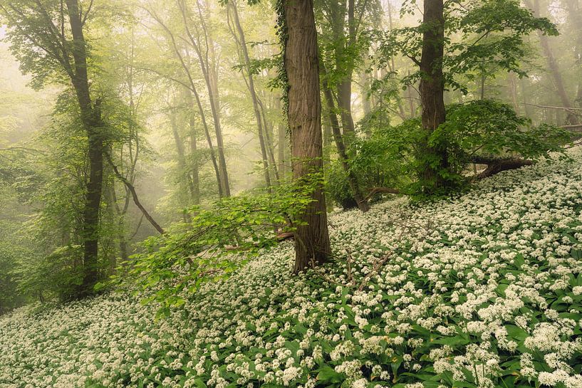 Unzählige Aufregungen von Loris Photography