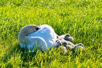 Une famille de cygnes se repose dans un champ fauché, les deux parents s'occupant de leurs petits, q