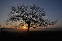 Tree in the rising sun