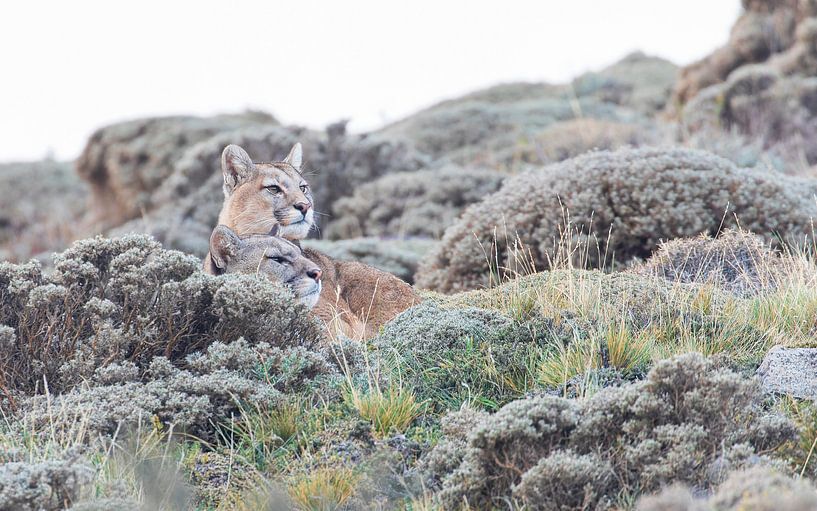 Pumas keeping an eye on their territory by Lennart Verheuvel