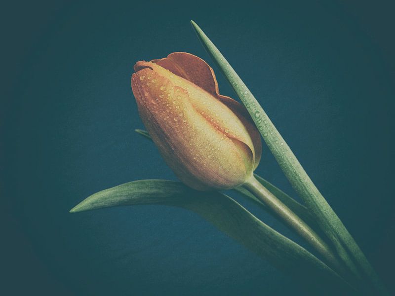 Tulpe von Marianne Twijnstra