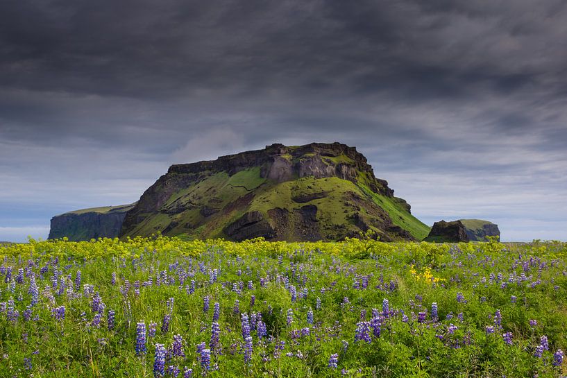 Icelandic flower carpets by Steven Driesen