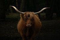 The Scottish cow's piercing gaze