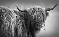 Scottish Highlander