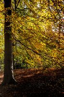 Holländischer Herbst