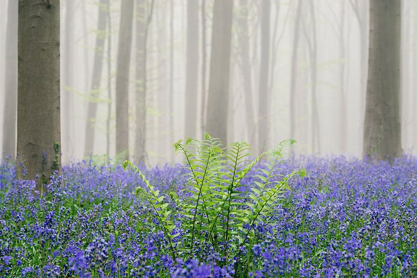 Blühende Glockenblumen in einem Buchenwald nebelig ein sonniger s von Sjoerd van der Wal Fotografie