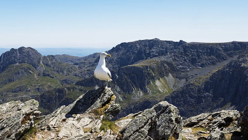 Gull, Ygarn -Snowdonia by Edwin Kooren