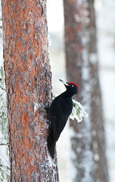 Pic noir, Dryocopus martius par Beschermingswerk voor aan uw muur