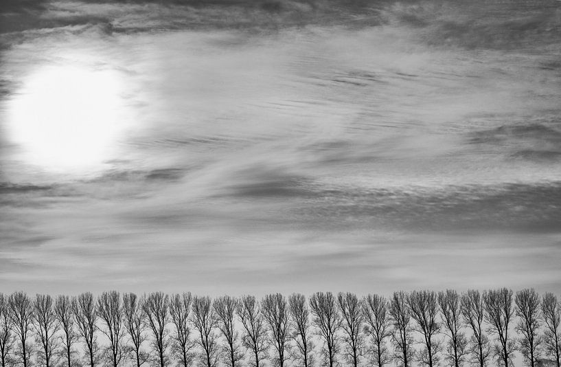 Les peupliers dans le polder par Jan Sportel Photography