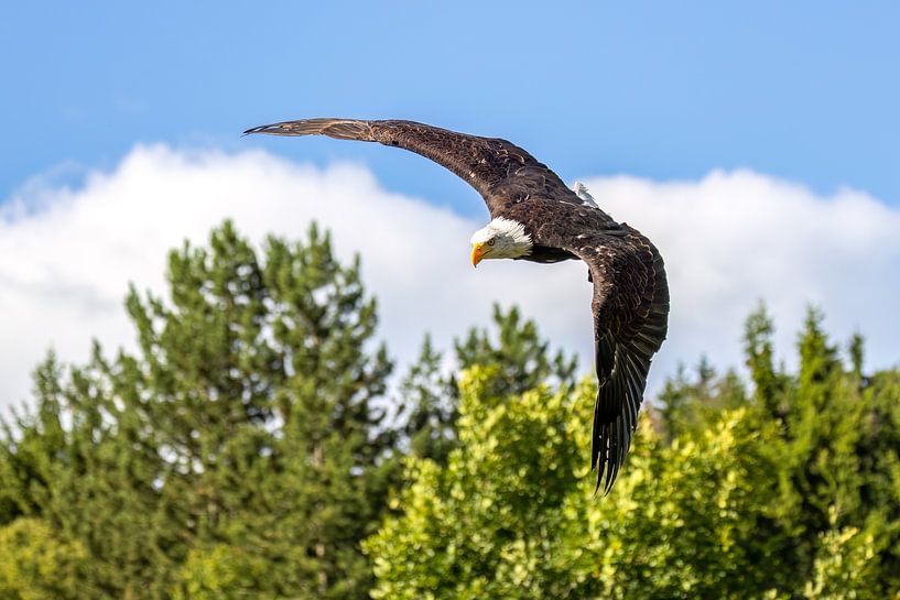 Weißkopfseeadler im Flug von Teresa Bauer