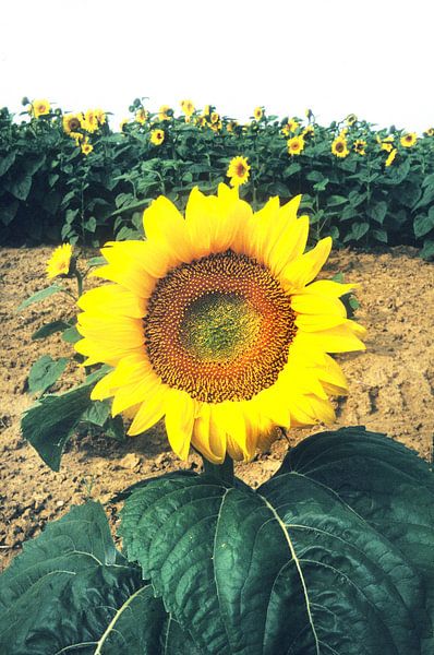 le(s) Tournesol(s) par bob brunschot