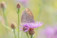 Small, brown butterfly on a flower