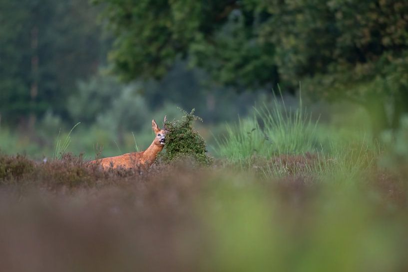 chevreuil par Andy van der Steen - Fotografie