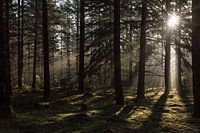 Mysterious spruce forest