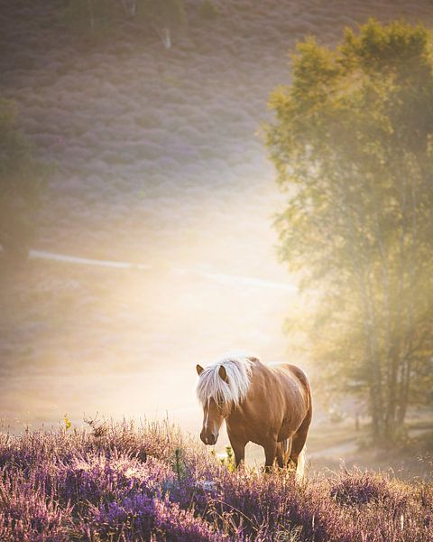 Cheval islandais sur le Posbank par Nicky Kapel