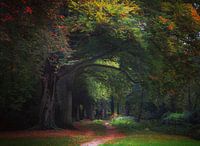 Walk through the forest