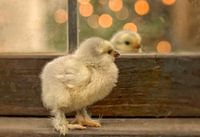 Flauschiges Küken vor dem Spiegel