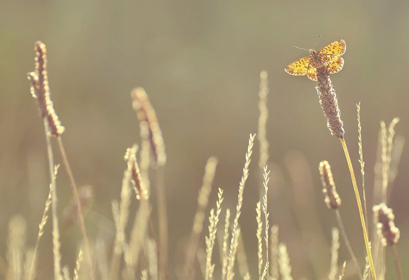 Silbermond von Bas Mandos