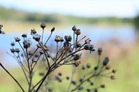 Fluitenkruid in de nazomer