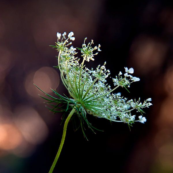 Bloem met kanten randje von Anouschka Hendriks