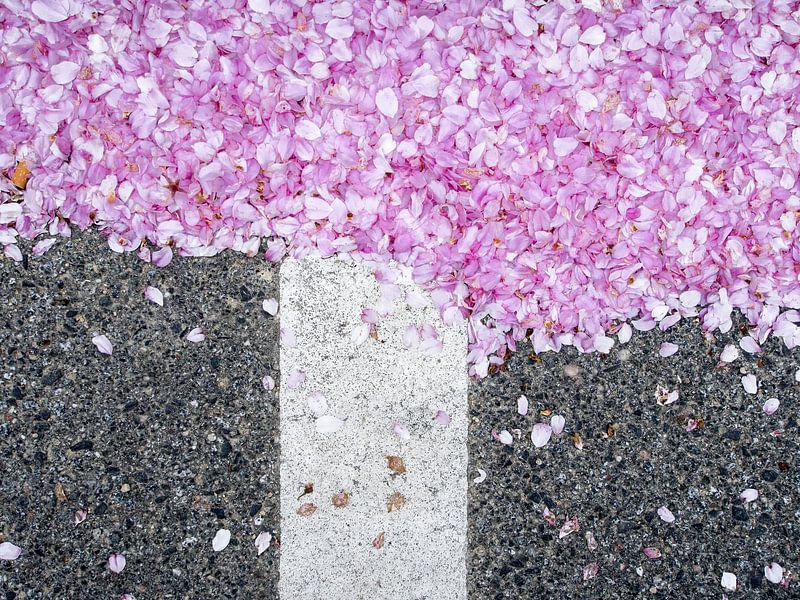 rosa Blüten auf dem Asphalt von Jörg B. Schubert