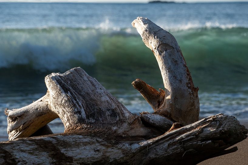 Bois flotté à la Playa Rincon de San Josecito par Ton Wever