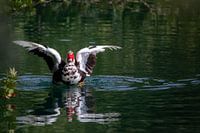 Eine schwimmende Ente mit ausgebreiteten Flügeln, die sich im Wasser spiegelt