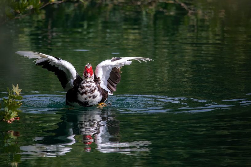 Eine schwimmende Ente mit ausgebreiteten Flügeln, die sich im Wasser spiegelt von Chantalla Photography