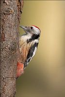 Buntspecht mittelgroß