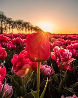 Coucher de soleil dans les champs de tulipes néerlandais