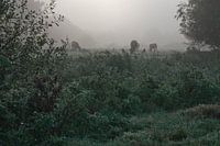 Vaches dans la nature