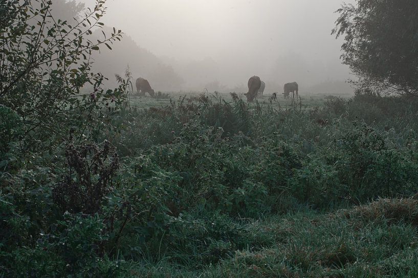 Vaches dans la nature par Texas van Egmond