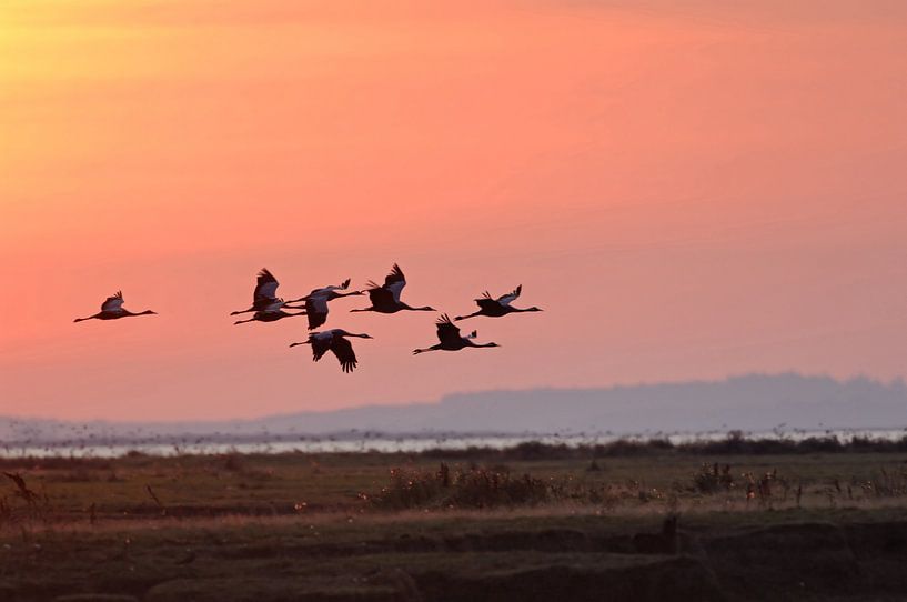 Kraniche ( Grus grus) im Flug am frühen Morgenhimmel von wunderbare Erde