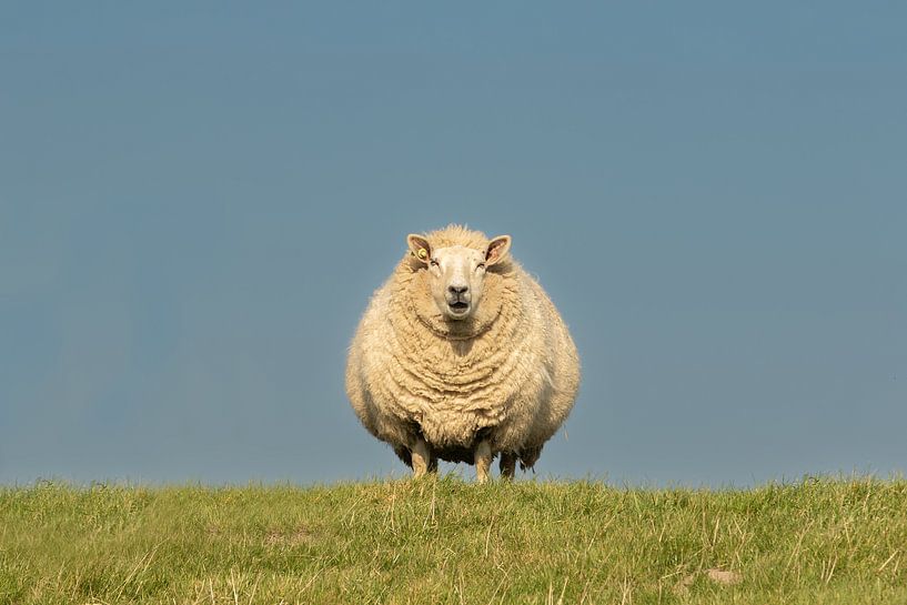 Schafe auf dem Deich, Schafe von M. B. fotografie