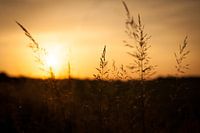 Silhouette de grain au soleil couchant | Pays-Bas | Photographie de nature
