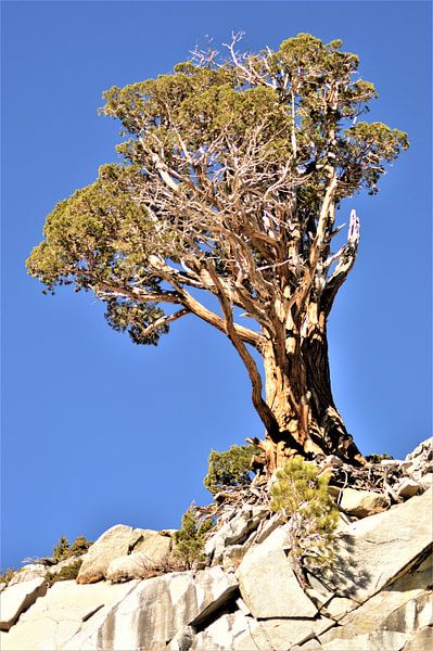 Der einsame Baum von Lisanne Rodenburg