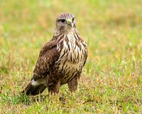 Bussard