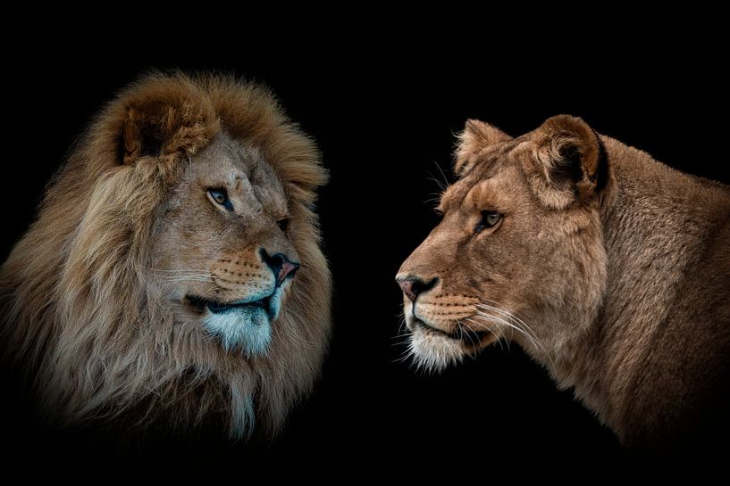 Portrait de lion et de lionne en couleur par By Marjolein Design
