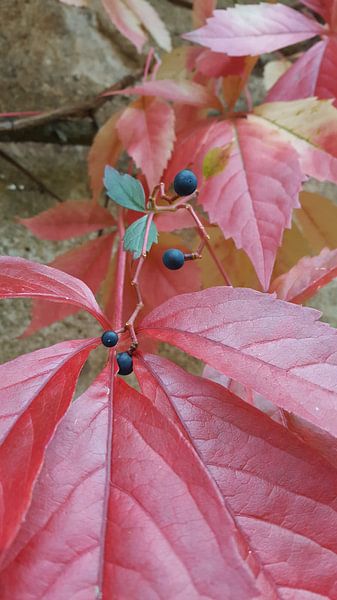 Herfst klimop Frankrijk von Bieszlook MarionBieszke