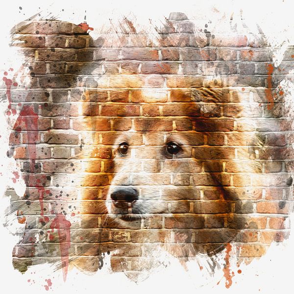 Sheltie on a brick wall by Cynthia Verbruggen
