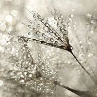 Paardenbloem - dauw van ruiten