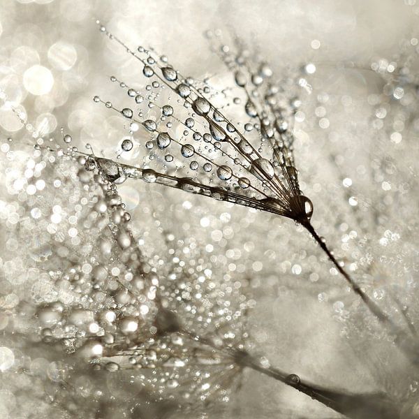 Paardenbloem - dauw van ruiten by Julia Delgado