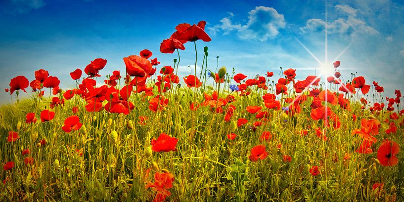 Idyllic Field of Poppies with Sun by Melanie Viola