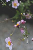 Biene auf einer Blume / Blumenfotografie