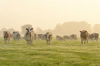 Koeien in de wei tijdens een mistige zonsopkomst