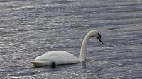 Schwan schwimmt auf See