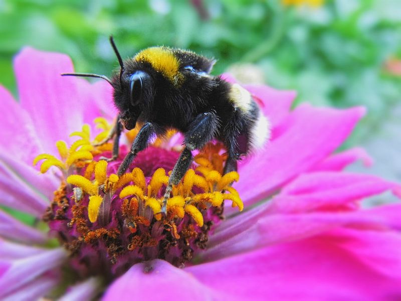 Hommel van dichtbij von Charlotte Dam