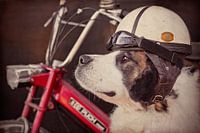 Sint Bernard - Nozem