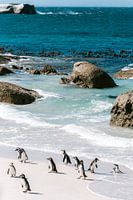 Penguins at Boulders Beach, South Africa