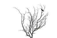 Endstadium der Demenz